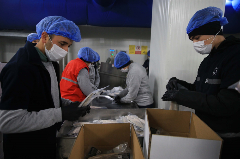 Muğla'dan 11 ayda 700 milyon dolarlık balık ihracatı yapıldı
