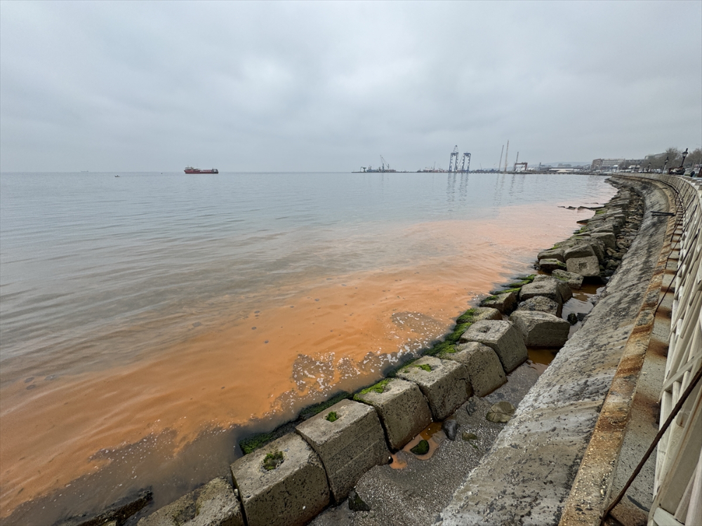 Tekirdağ balıkçı barınağında planktonlar denizin rengini turuncuya çevirdi