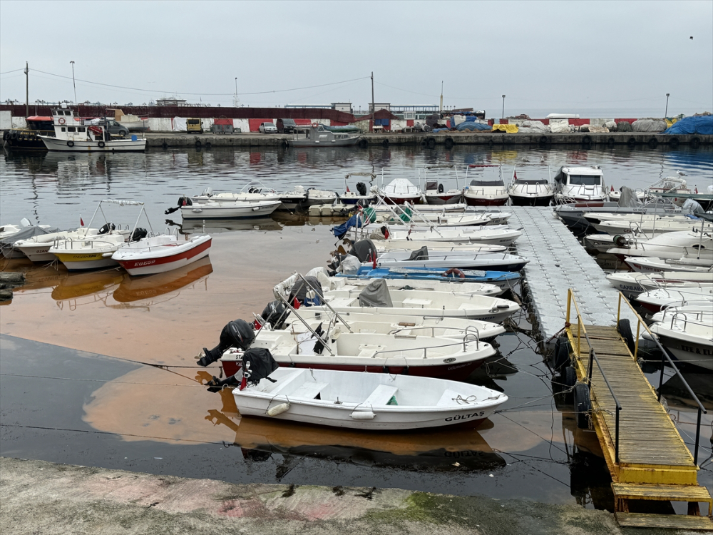 Tekirdağ balıkçı barınağında planktonlar denizin rengini turuncuya çevirdi