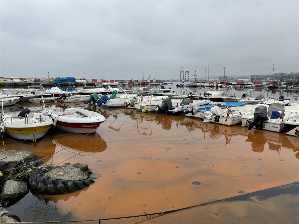 Tekirdağ balıkçı barınağında planktonlar denizin rengini turuncuya çevirdi