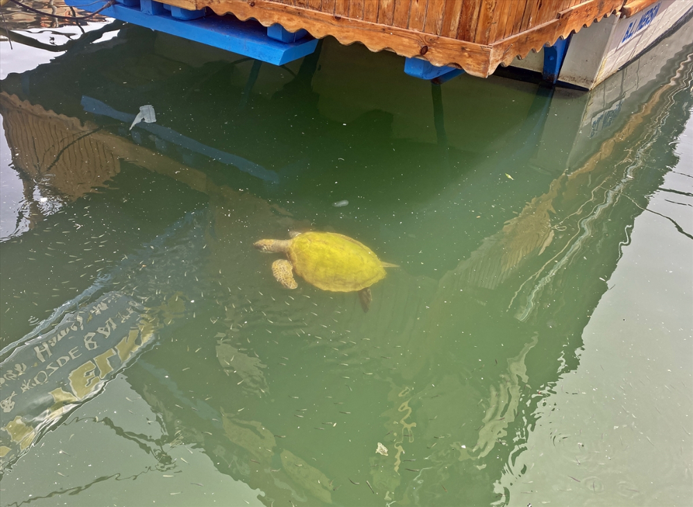 Mersin'de balıkçılar deniz kaplumbağaları konusunda bilinçlendiriliyor