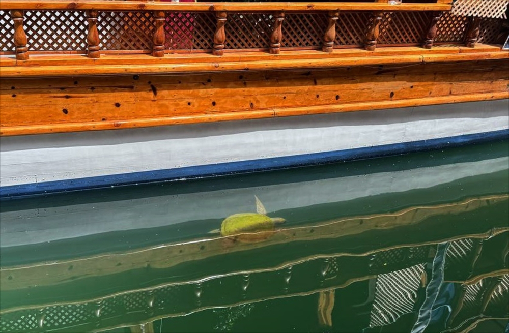 Mersin'de balıkçılar deniz kaplumbağaları konusunda bilinçlendiriliyor