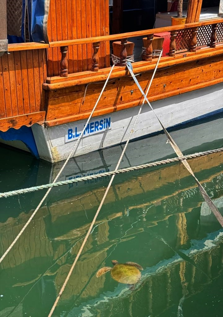 Mersin'de balıkçılar deniz kaplumbağaları konusunda bilinçlendiriliyor