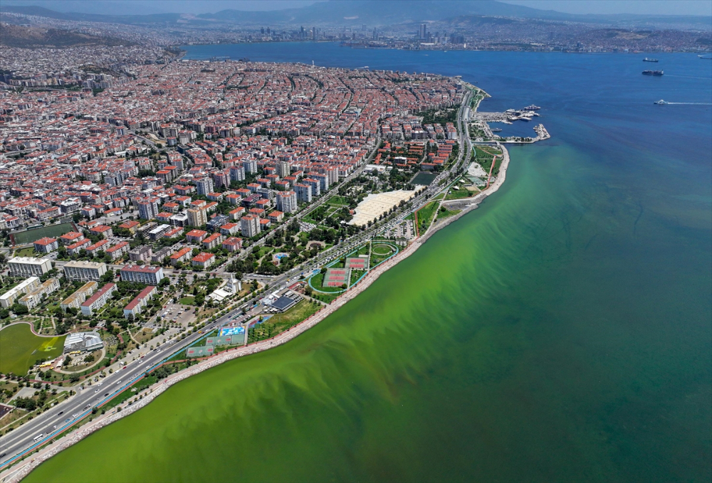 İzmir'de plankton patlaması denizin rengini değiştirdi