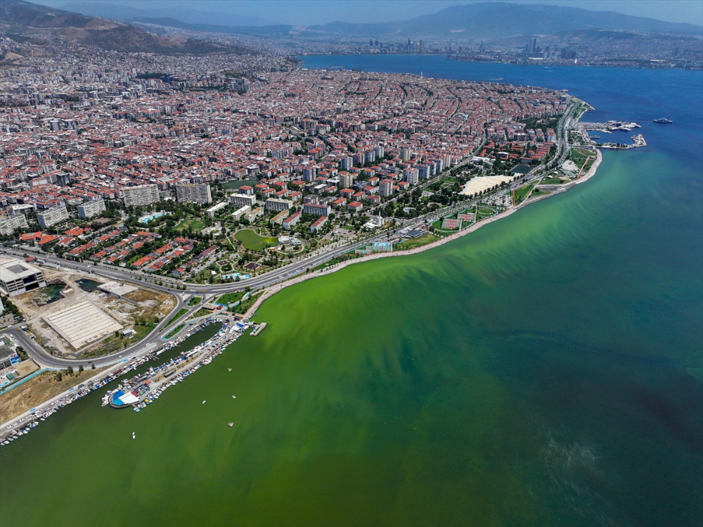 İzmir'de plankton patlaması denizin rengini değiştirdi