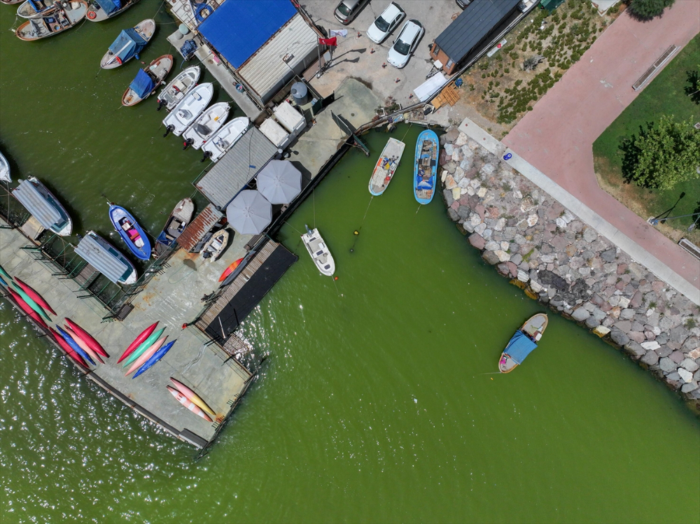 İzmir'de plankton patlaması denizin rengini değiştirdi