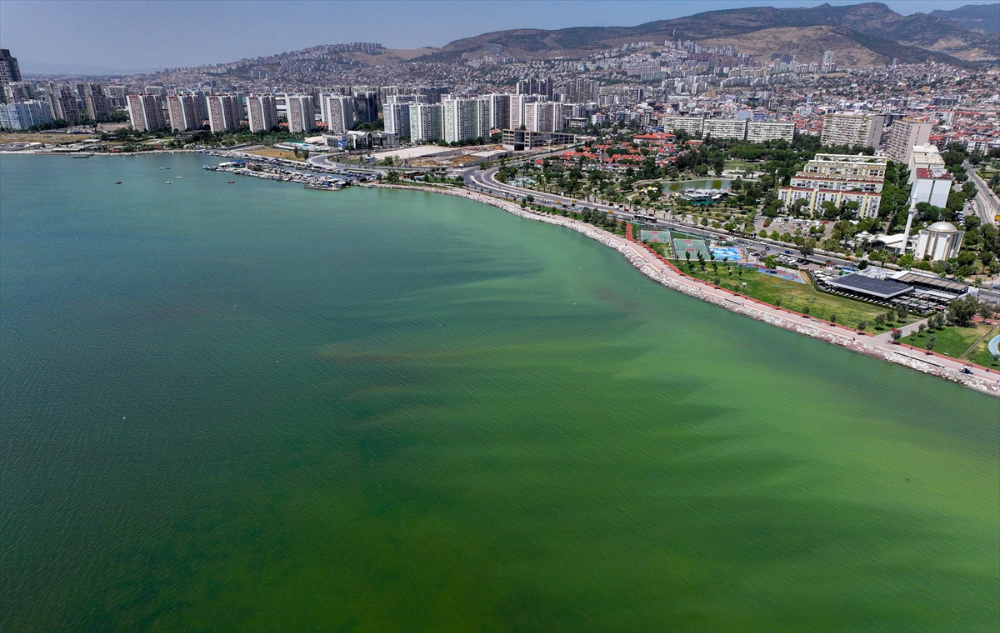 İzmir'de plankton patlaması denizin rengini değiştirdi