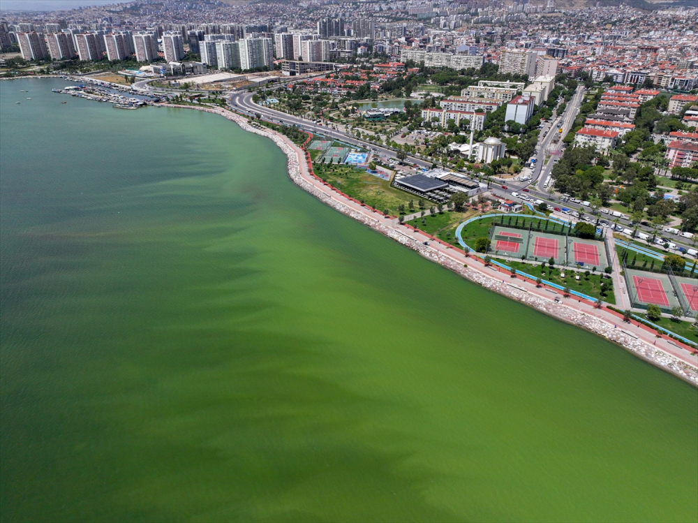 İzmir'de plankton patlaması denizin rengini değiştirdi