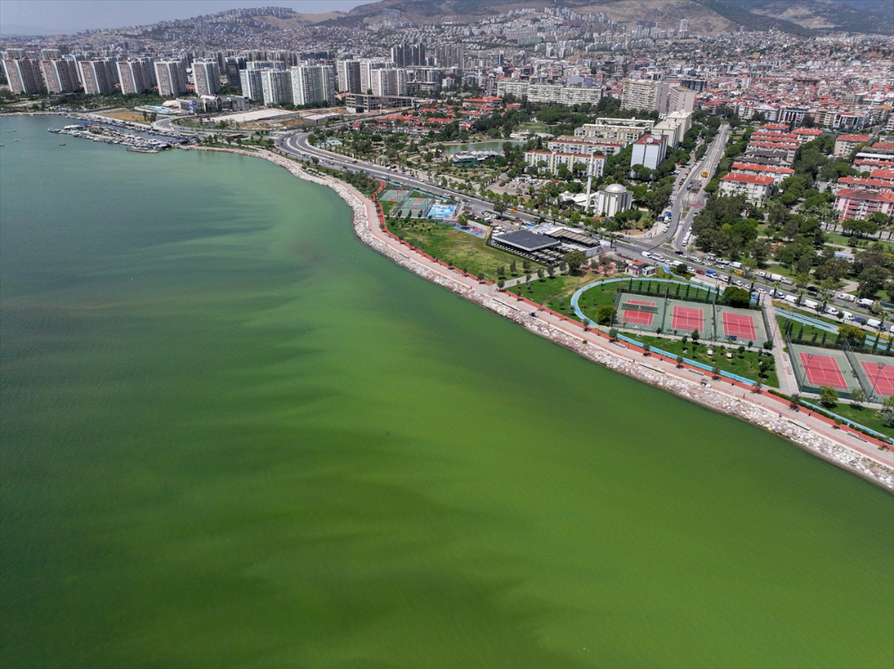 İzmir'de plankton patlaması denizin rengini değiştirdi