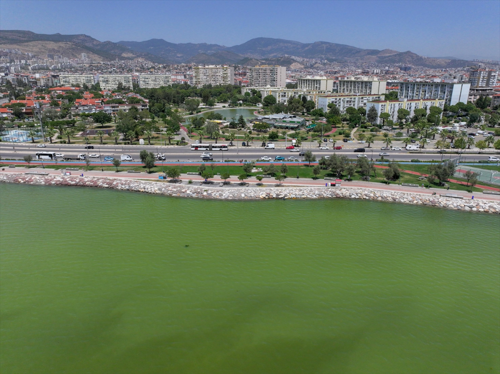 İzmir'de plankton patlaması denizin rengini değiştirdi