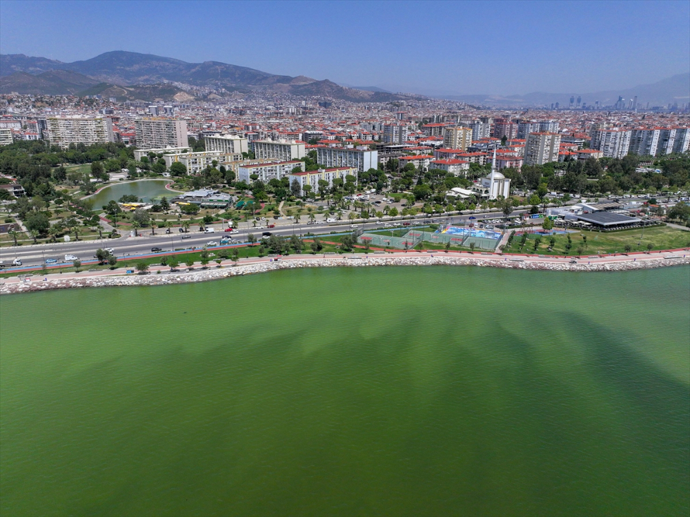 İzmir'de plankton patlaması denizin rengini değiştirdi