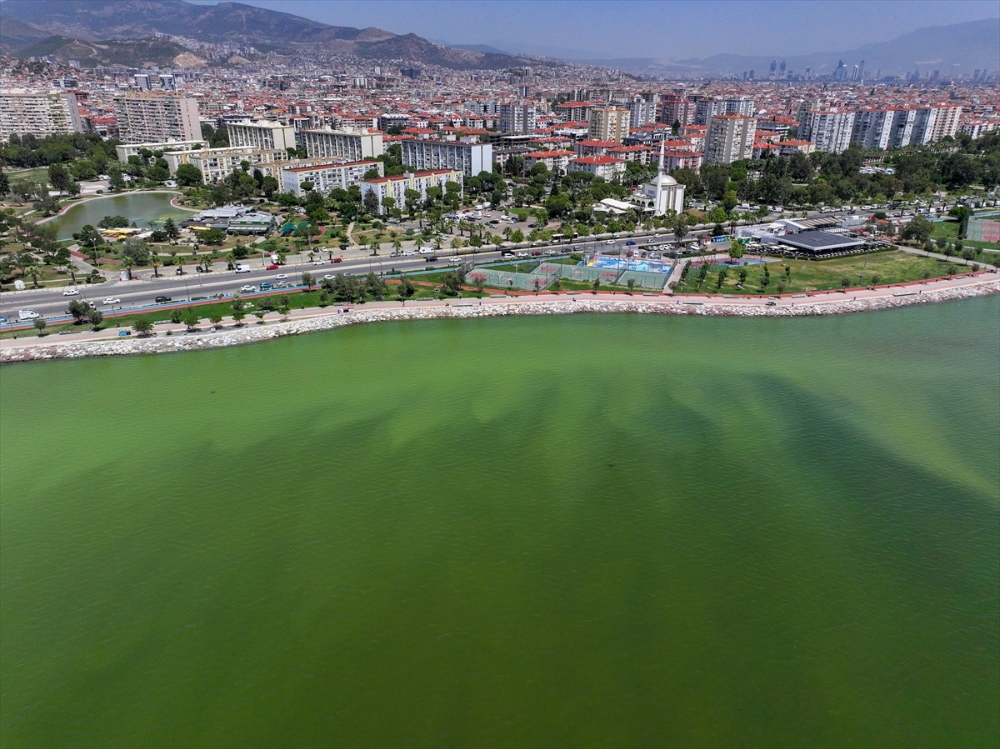 İzmir'de plankton patlaması denizin rengini değiştirdi