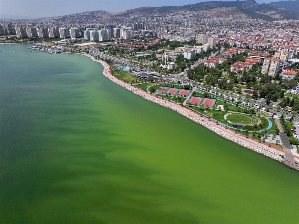 İzmir'de plankton patlaması denizin rengini değiştirdi