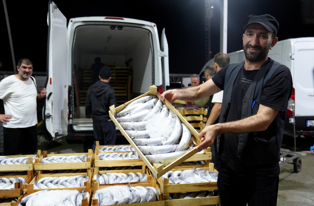 Av sezonunun açılmasıyla Gürpınar Balık Hali'nde palamut bolluğu yaşandı