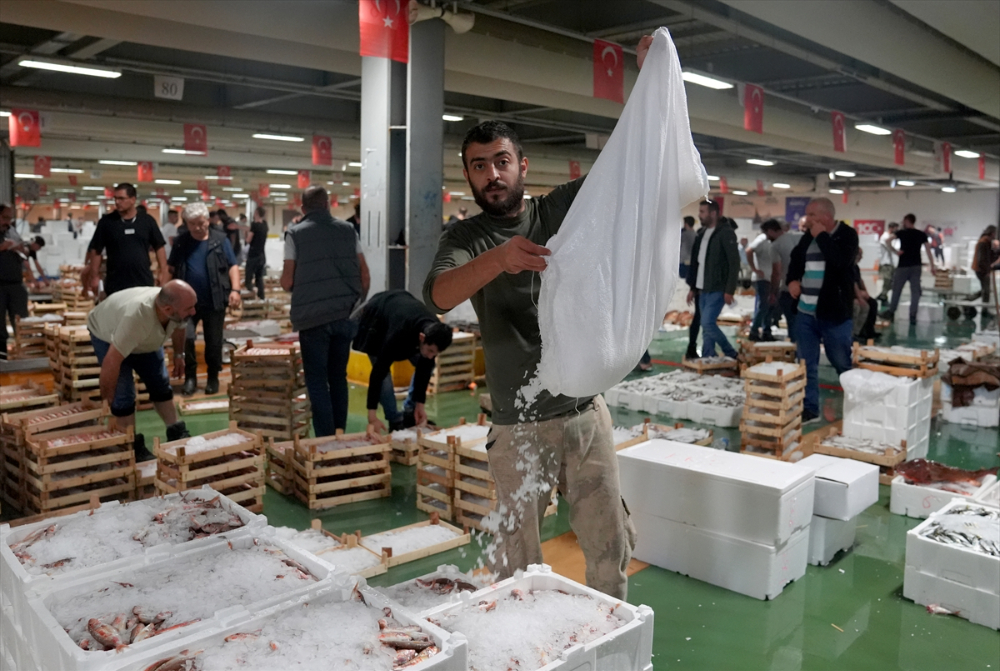 Av sezonunun açılmasıyla Gürpınar Balık Hali'nde palamut bolluğu yaşandı