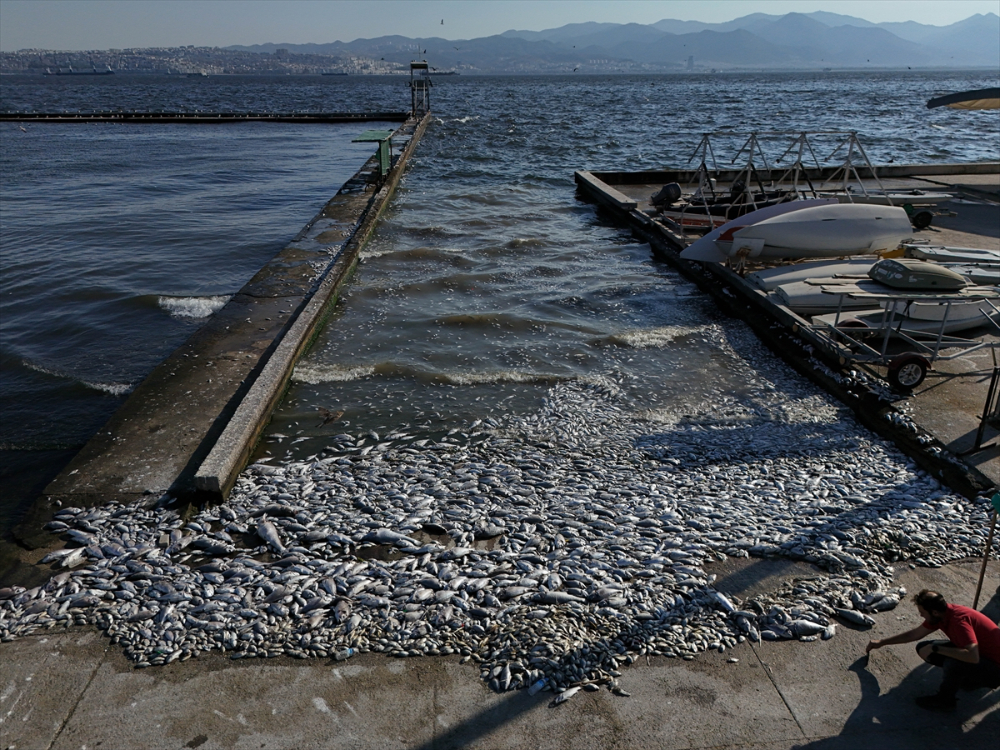 İzmir Körfezi'nde balık ölümleri devam ediyor