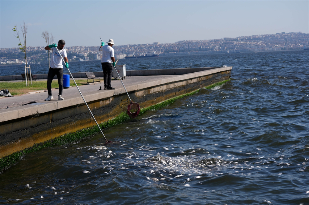İzmir Körfezi'nde balık ölümleri devam ediyor