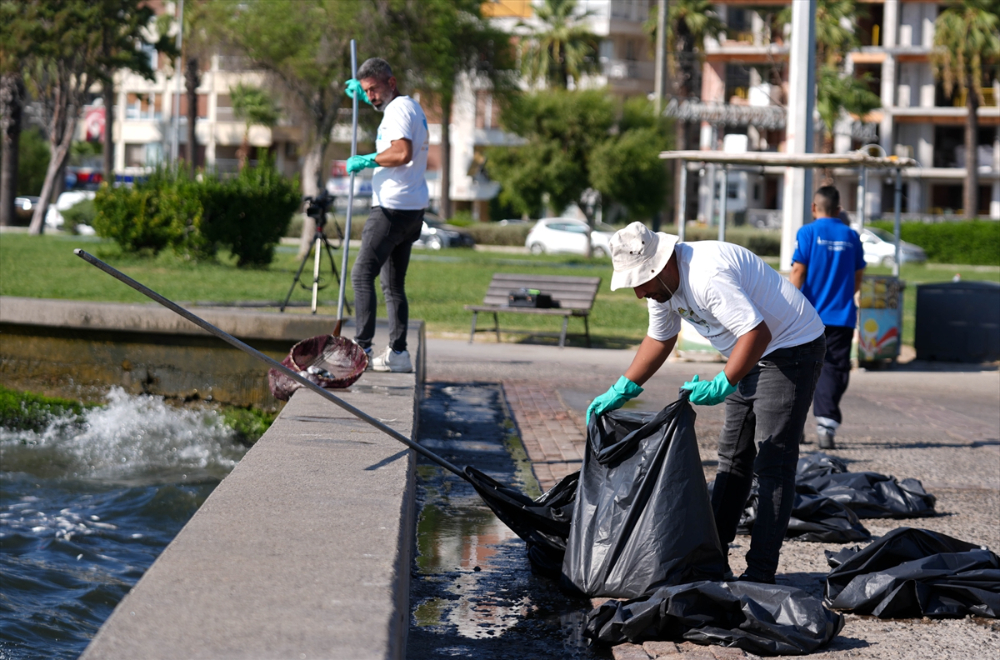 İzmir Körfezi'nde balık ölümleri devam ediyor