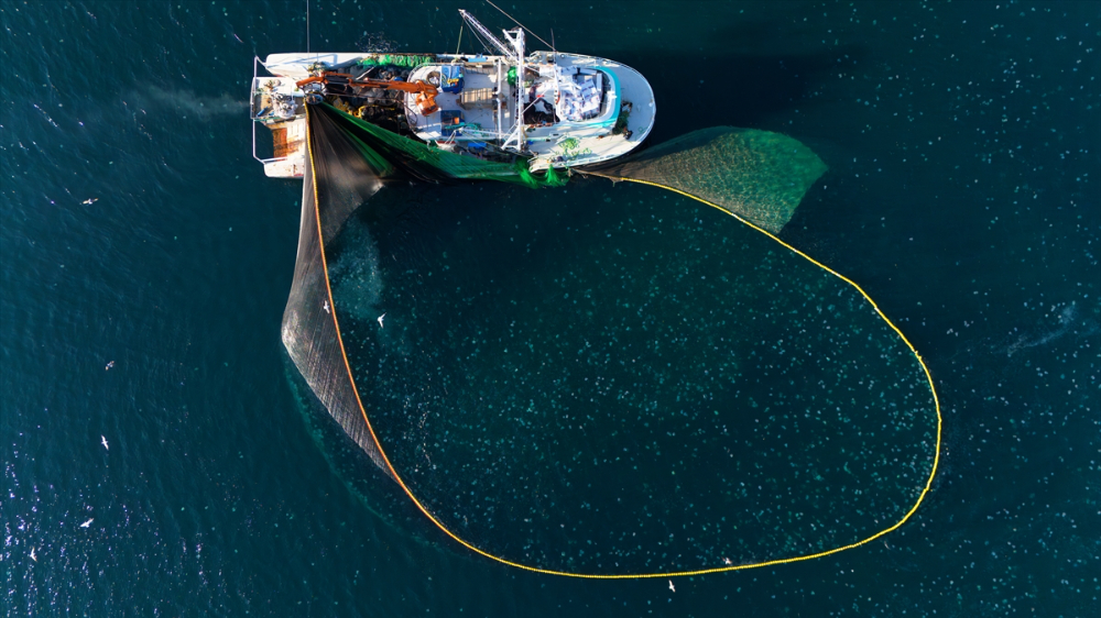 Balıkçı teknelerinin "Boğaz" mesaisi