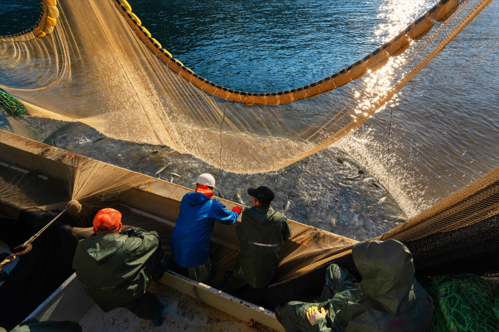 Balıkçı teknelerinin "Boğaz" mesaisi