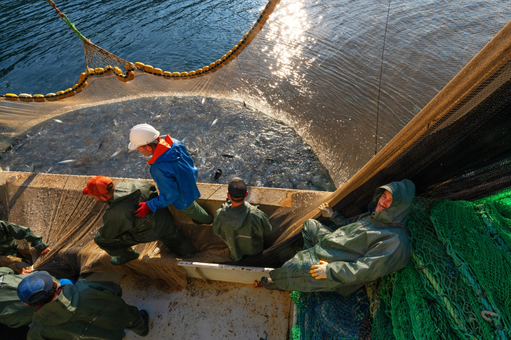 Balıkçı teknelerinin "Boğaz" mesaisi