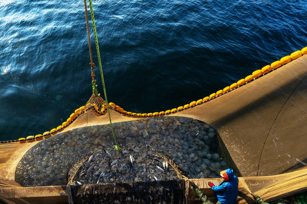 Balıkçı teknelerinin "Boğaz" mesaisi