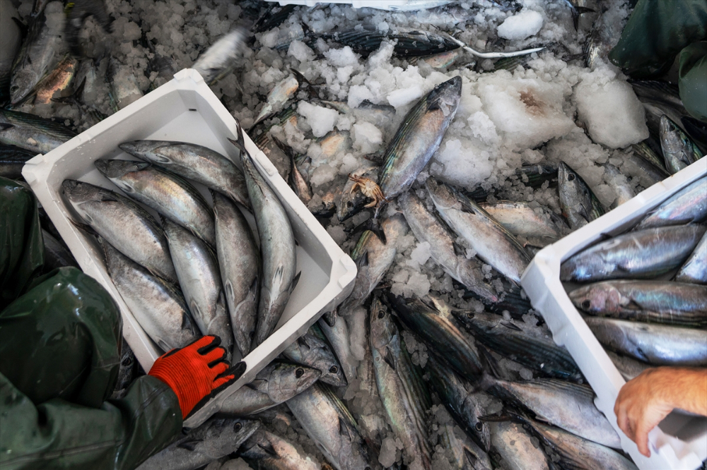 Balıkçı teknelerinin "Boğaz" mesaisi