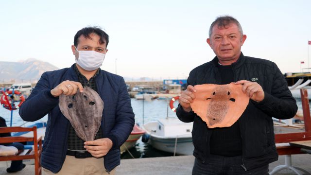 Balon balığının derisi, yeni istihdam alanı sağlayacak