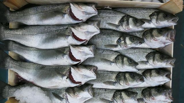 İnsan faaliyetleri, tatlı su balıklarının neslini tüketiyor