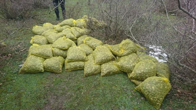 Yunanistan'a kaçırılmak istenilen 750 kilo midye, ormanlık alanda bulundu