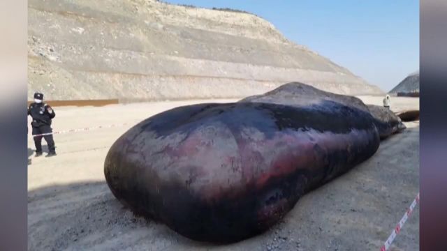 Çin’de 18 metrelik ölü ispermeçet balinası kıyıya vurdu
