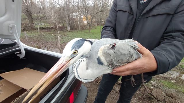 Yaralı bulunan gri balıkçıla tedavi
