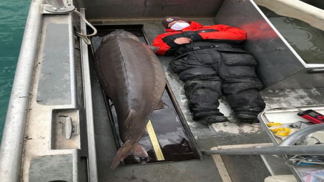ABD’de yaklaşık 100 yaşında 109 kiloluk mersin balığı yakalandı