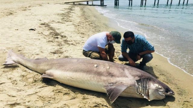 Kuşadası'nda sahile ölü köpek balığı vurdu