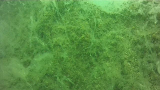 Marmara Denizi'nde salya araştırması... Dipte oranlar yüksek çıktı