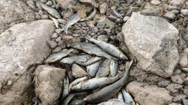 Kızılırmak'ta balık ölümlerinin nedeni araştırılıyor