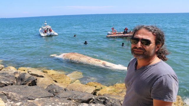 Mersin'de 3,5 metrelik ölü yunus kıyıya vurdu