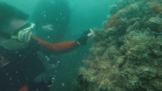 Bakan Pakdemirli, Marmara Denizinde dalış yaparak hayalet ağ çıkardı