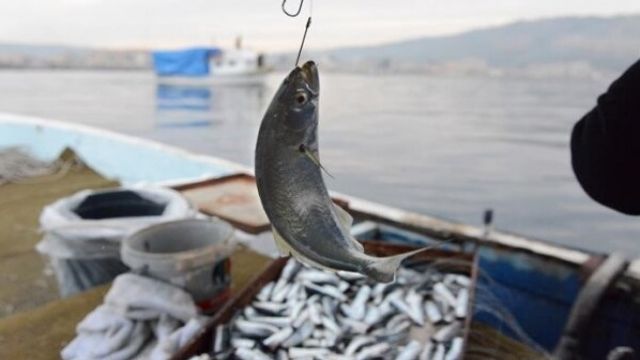 Marmara’ya balık avı yasağı mı geliyor?