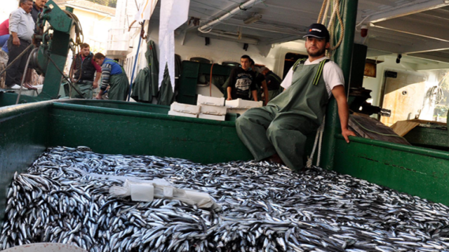 Balıkçılar, bu sezon hamsi ve çinekopta bolluk yaşanmasını bekliyor
