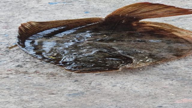 İzmit Körfezi'ne salınan kalkan balığı 10 ayda 740 gram aldı