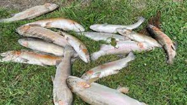 Sakarya Büyükşehir Belediyesinden, İstanbuldere'deki "balık ölümleri" iddiasına ilişkin açıklama geldi