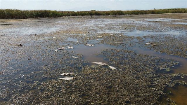 Beyşehir Gölü kenarındaki sulak alan kurudu, yüzlerce balık telef oldu