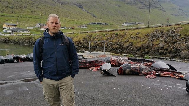 Hayvan hakları savunucusu, Faroe Adaları'ndaki tepki çeken yunus ve balina katliamını anlattı