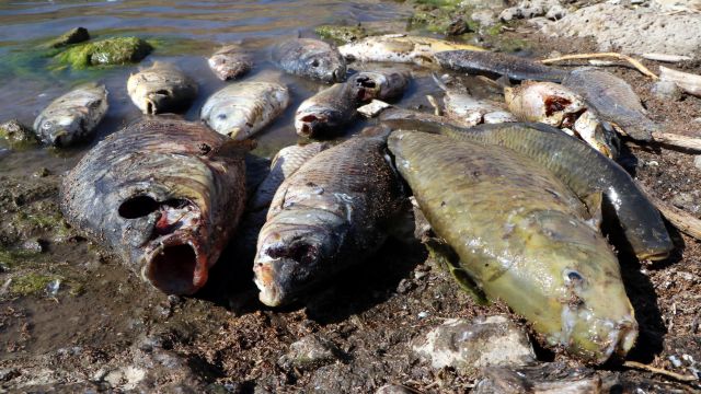 Sarımehmet Baraj Gölü'nde balık ölümlerine inceleme 