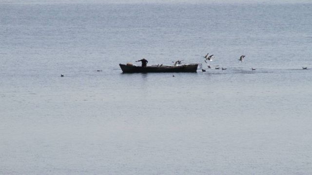 Beyşehir Gölü'nde teknelerinin peşine takılan martıların balık kapma yarışı