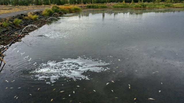 Kuraklıktan etkilenen Ulaş Gölü'nde balık ölümlerini önlemek için çalışma başlatıldı