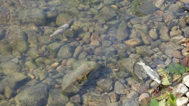 Adana'da çayda balık ölümleri görülmesi üzerine inceleme başlatıldı