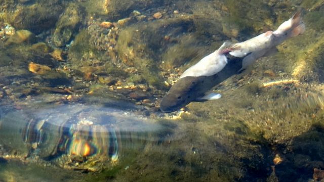 Uzungöl'de balık ölümleri tedirginliği