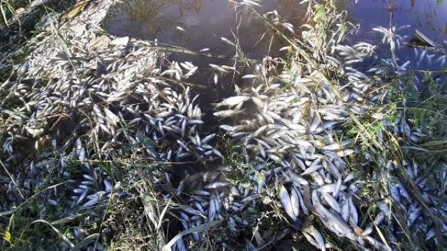 Büyük Menderes Nehri'nde atık nedeniyle binlerce balık öldü